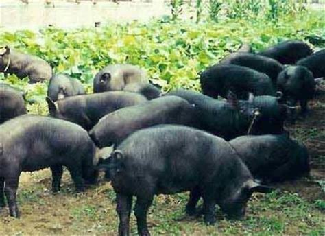 中国本土猪的品种有哪些？ - 惠农网触屏版