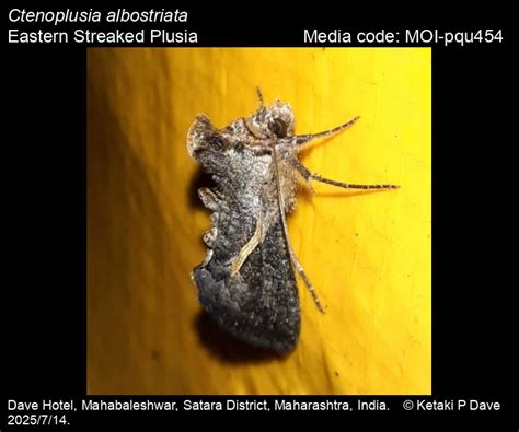 Ctenoplusia albostriata | Moths