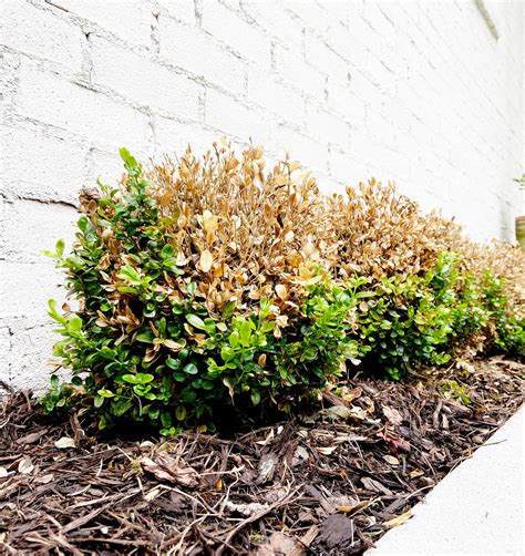 Whats Eating Boxwood Shrubs Wintergreen Boxwood | PlantAddicts.com