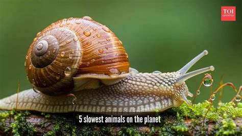 Meet the 5 slowest animals on Earth that take life one second at a time