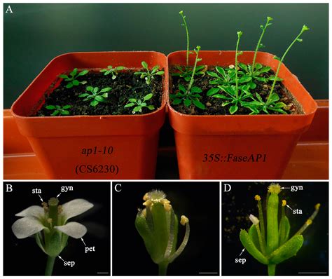 Ectopic Expression of a Fagopyrum esculentum APETALA1 Ortholog only ...