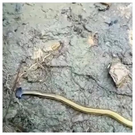 绿道上频频有蛇蛇蛇蛇出没 原因出人意料！_其它_长沙社区通