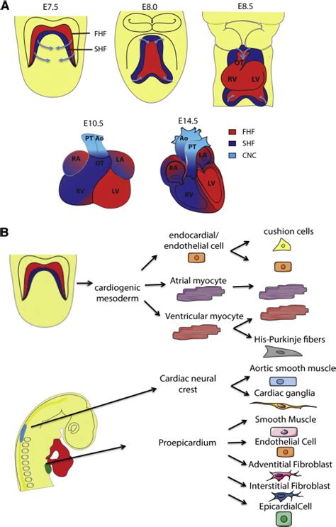 Image result for Mouse Embryo Heart Development