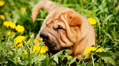 Shar-Pei850.jpg