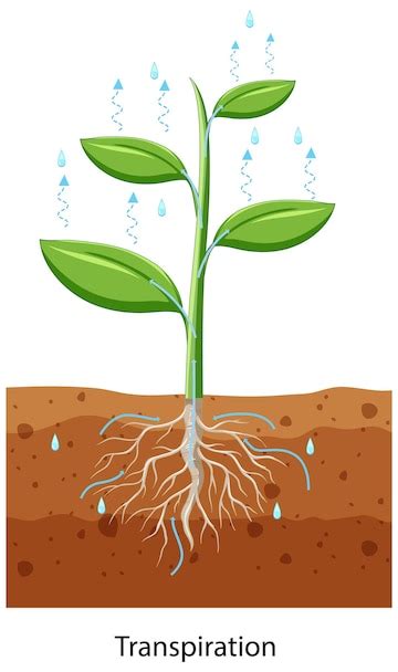Flower Root Plant Stem Leaf Clip Art, PNG, 660x660px, Flower, Area ...