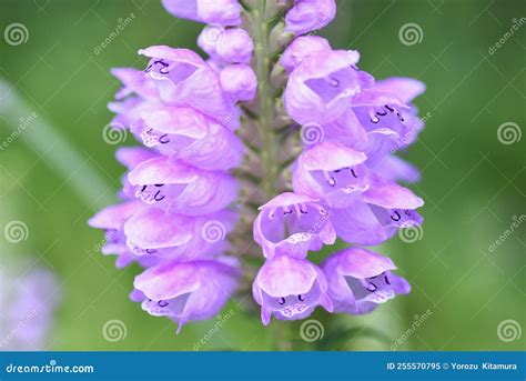 False Dragonhead Physostegia Virginiana Flowers. Stock Image - Image of obedient, japan: 255570795
