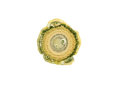 Pomegranate wilt complex - Prevention, Control and Damage