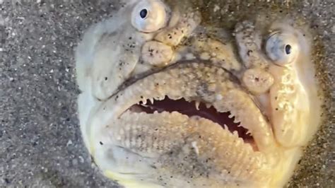 Image result for Terrifying Deep Sea Fish