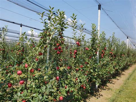 Apple Tree Nursery | Viva V.S.