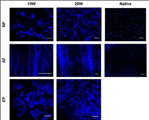 Image result for DAPI Staining 101