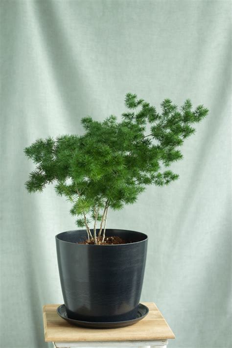 Image result for Using Ming Fern to Replicate Tree Trees