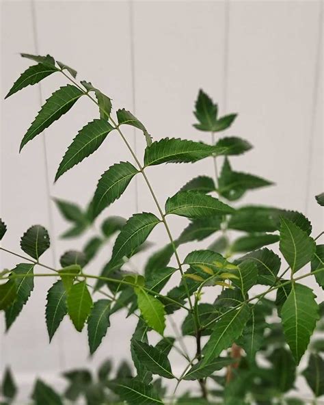 Neem Tree 的图像结果