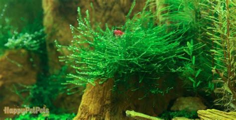 How Tall Do Java Moss Grow 的图像结果