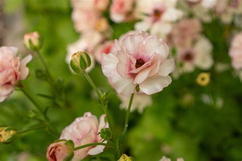How To Grow Butterfly Ranunculus™[Growing Guide]