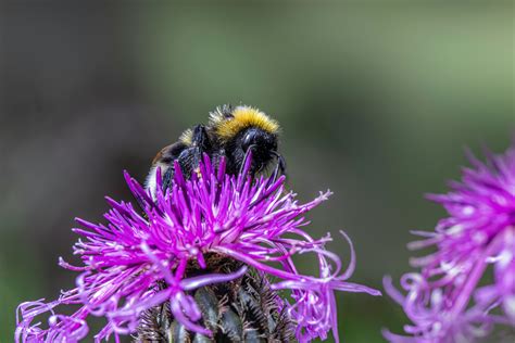 Camilla+Araujo+Pink+Pic Photos, Download The BEST Free Camilla+Araujo ...