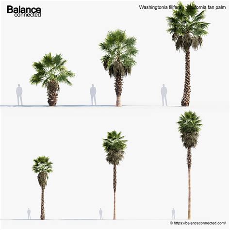 Washingtonia filifera – California fan palm 3D Model – Free 3D model for design.