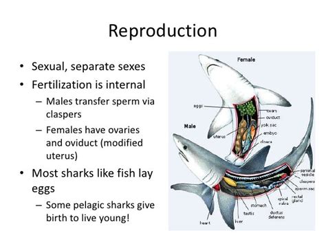 Image result for Sharks Reproduction