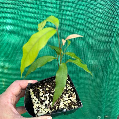Lychee - Litchi chinesis - Edible Jungle Nursery