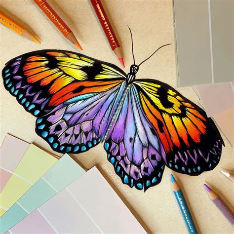 color pencil drawing butterfly