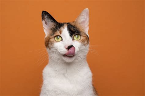 Cat Sticking Out Tongue Leaves Internet in Hysterics: 'Never Change' - Newsweek