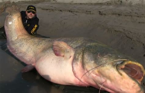 Biggest Freshwater Fish In The World 5 Largest Freshwater Fish To