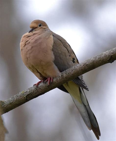 Image result for Borb Python Library Python