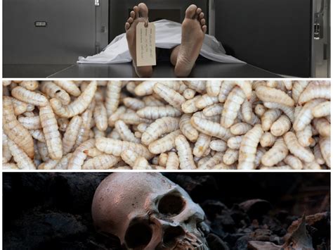 Decomposition Human Process 的图像结果