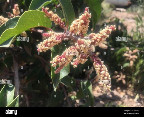 sugar bush × lemonade berry hybrid (Rhus integrifolia × ovata) Plantae Stock Photo - Alamy