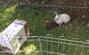 Image result for Rabbit Digging