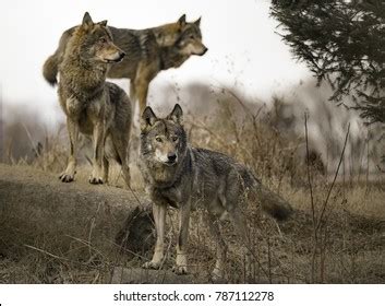 Pack of Wolves 的图像结果