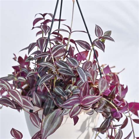 Buy Wandering Jew Plant in Hanging Pot | Safe Home Delivery | Ugaoo
