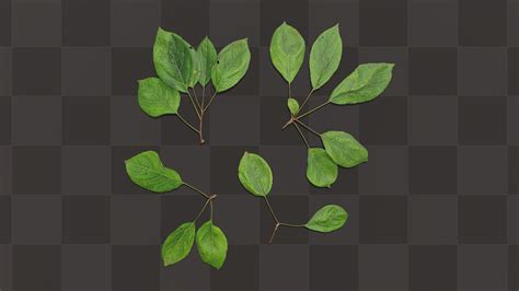 Tree Leaves Textures