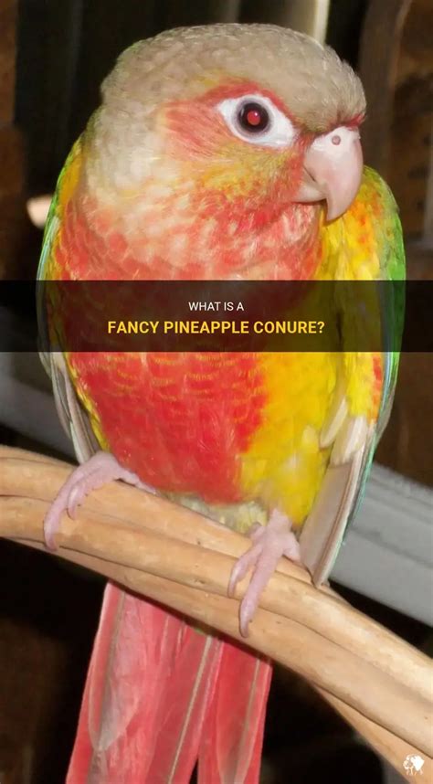 Image result for Fancy Conure