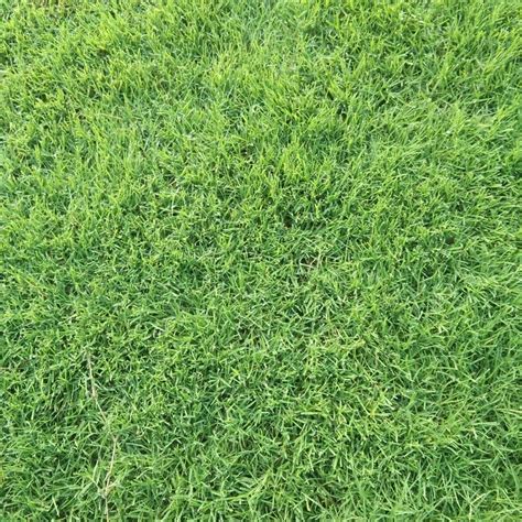 Natural Grass & Carpet - Readymade Lawn Grass Manufacturer from Bankra