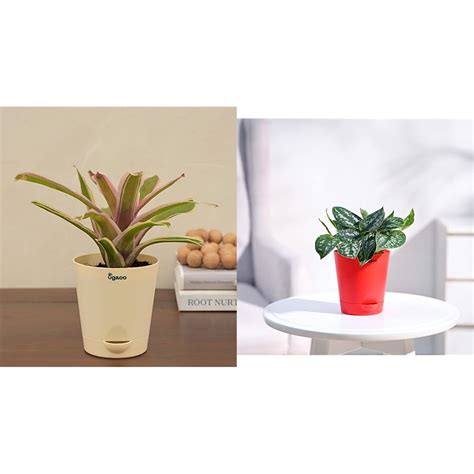 UGAOO Red Bromeliad Natural Live Indoor Plant with Pot - Small & UGAOO ...