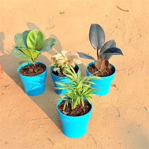 Limkrt Plants Best Nursery Set of 4 - Chamaedorea Palm, Rubber Black ...