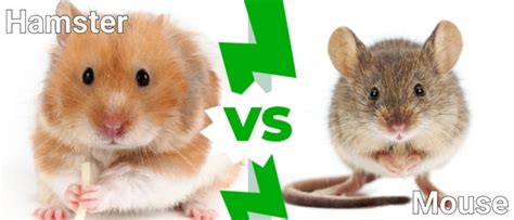 Python vs Hamster 的图像结果