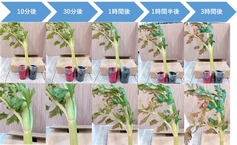 Image result for Base Recursion