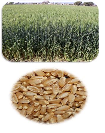 Wheat – Technology Transfer Unit for the Industry Partners & Agri ...