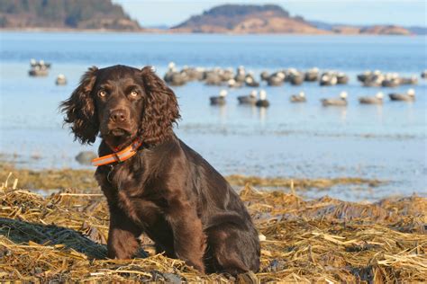 How Much Does A Boykin Spaniel Cost at Sam Krehbiel blog