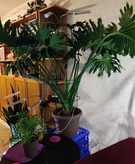How can I get this big boy to stop drooping?? : r/houseplants