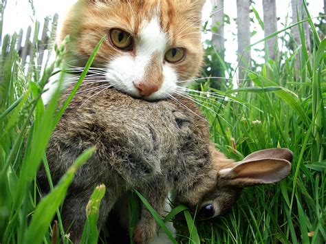 Do Cats Eat Rabbits - Explore the Best Outdoor Gear, Animal Guides, and ...