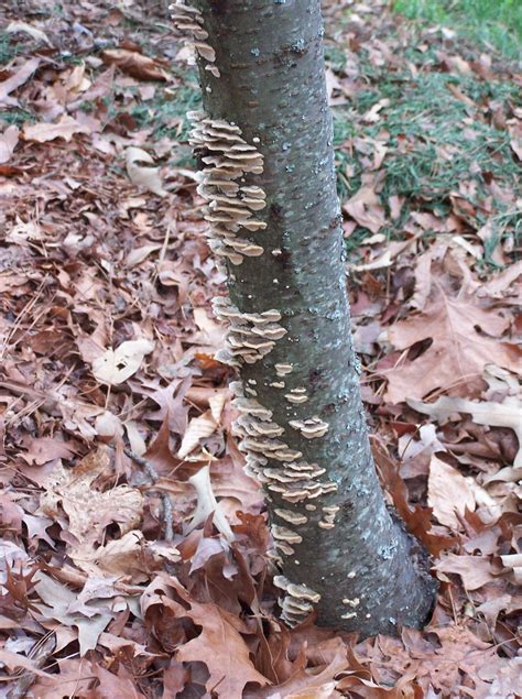 Image result for Growing Up Tree Rot