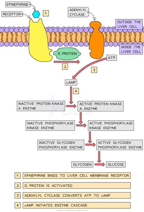 Epinephrine Receptors – IB HL Biology Revision Notes