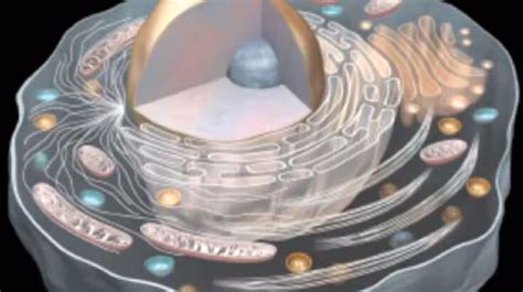 EVOS Cell Imaging Systems | Thermo Fisher Scientific - IN