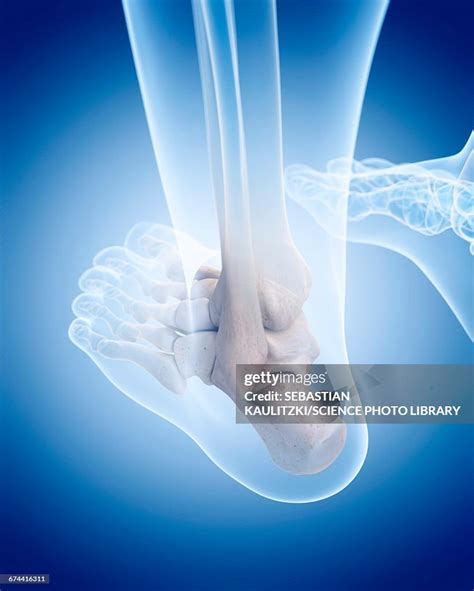 Human Ankle Bones High-Res Vector Graphic - Getty Images