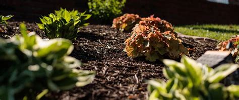 How to Mulch Beds 的图像结果