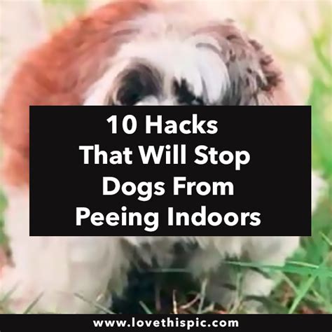 Stop Dogs Urinating Inside 的图像结果