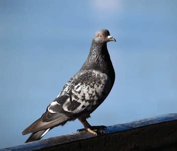 Abell Pest Control | Pest & Wildlife Management Services