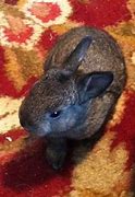 Image result for Lots of Baby Bunnies